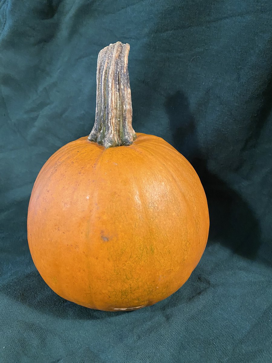 MGDiette's tweet photo. Tonight is our first LHS Music Boosters meeting!  Come and bring $20 for your boosters membership and earn a chance to win a special prize that has something to do with this pumpkin…Hope to see you all there in the LHS Media Center at 5:30 pm and don’t forget your masks. https://t.co/FIGpjQZKOy
