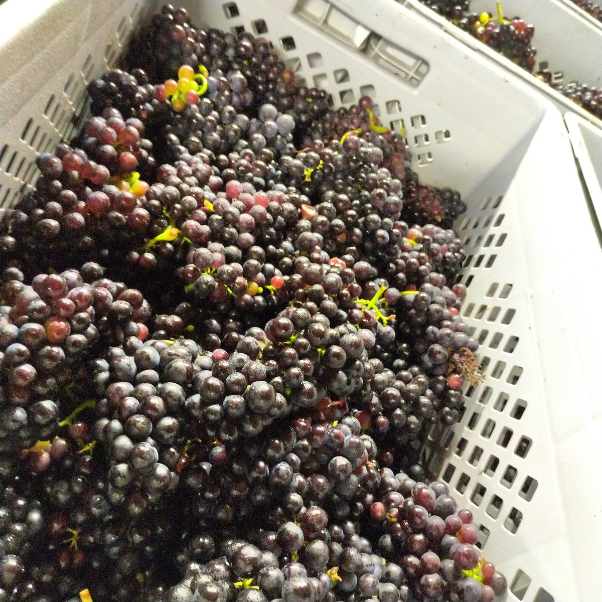 GreatrixBrad's tweet image. Easing into Harvest 2021 with some Tillington Pinot Noir. Ripe and delicious, but also very light - a gentle touch needed. @Nyetimber #ParcelByParcel