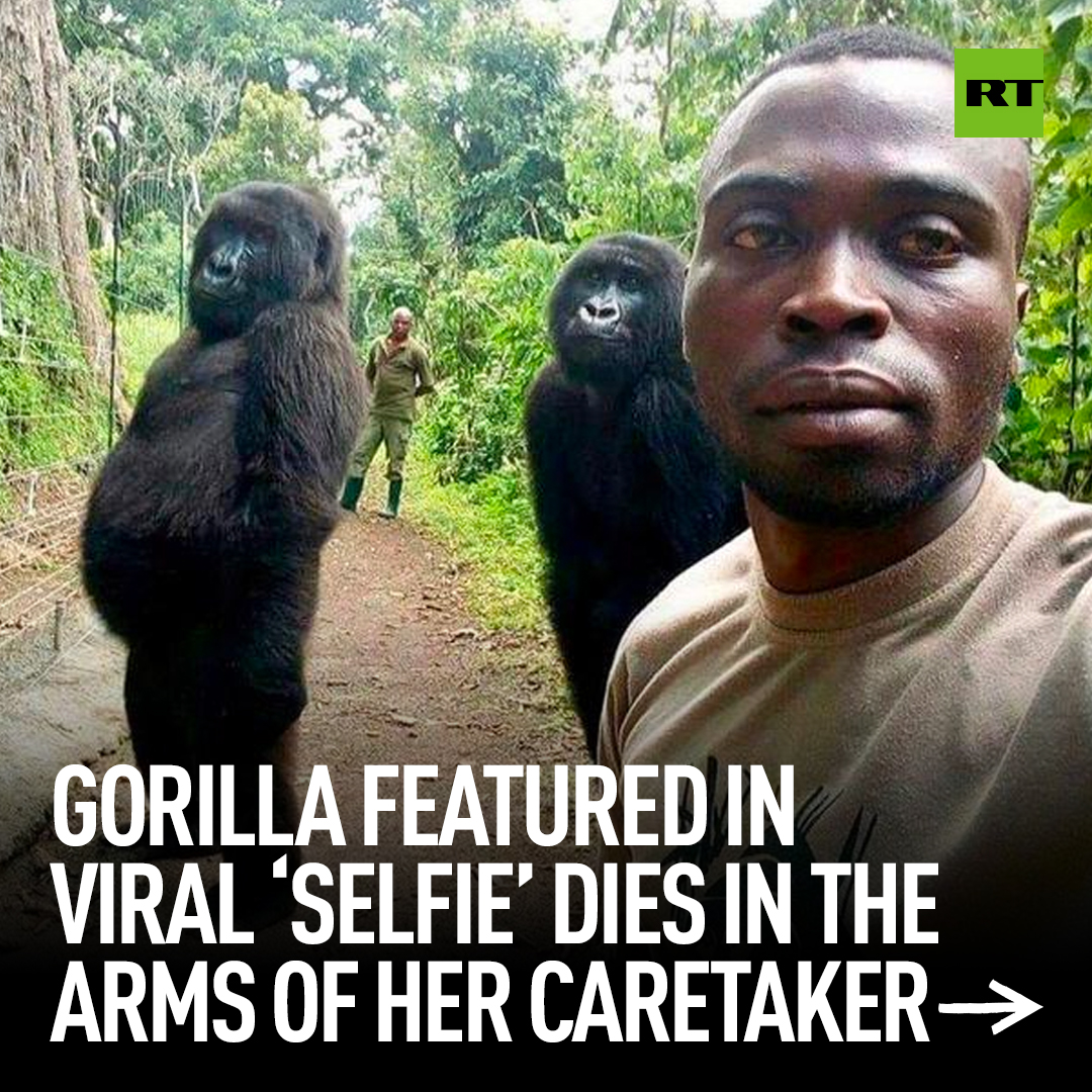 RT_com's tweet photo. Ndakasi died in the arms of her long-term caretaker, Andre Bauma, who looked after her ever since rangers found her clinging to the body of her dead mother in 2007 when she was just two months old.

https://t.co/1cBiE0jemR https://t.co/kBh4BYcBvm