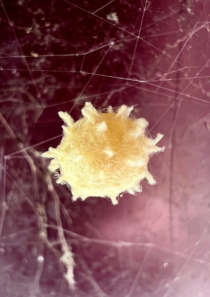 StacyMariePics's tweet photo. Photo of the day…a spider egg I seen today when outside with my Daughter. #photooftheday #stacymariephotography #stacymariepics #stacymarie #stacymariephotos #iPhone13ProMax #iPhone13ProMaxmacrolens https://t.co/VP3ALo5mgU