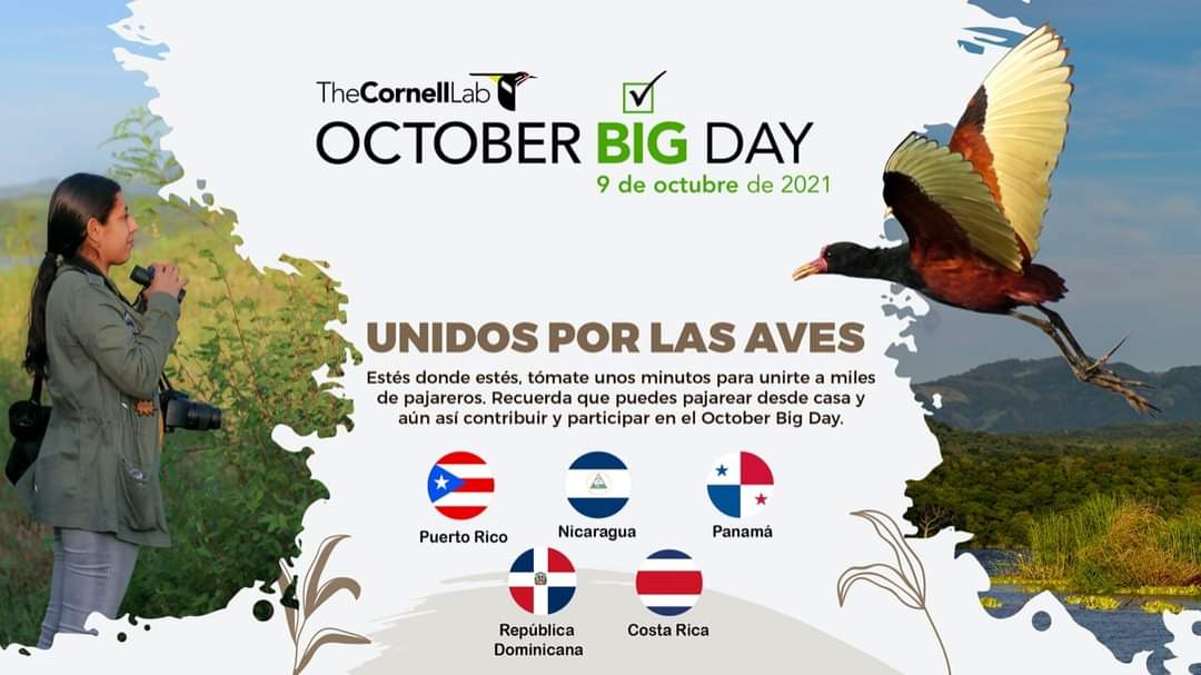 malena_salg's tweet photo. En este Octuber Big Day nos unimos por las aves 🐦
Estés donde estés, tómate unos minutos para unirte a miles de pajareros. Recuerda que puedes pajarear desde casa y aún así contribuir y participar en el October Big Day.
#octoberbigday2021 #birdwatching #nature #OneGeneration https://t.co/oKfTOIN3vO