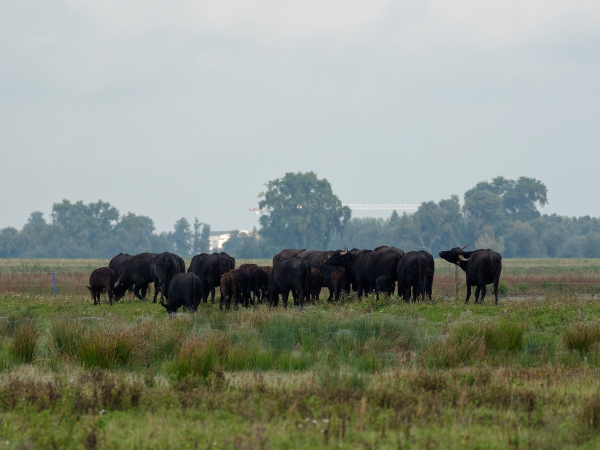 paul g. milo tweet media