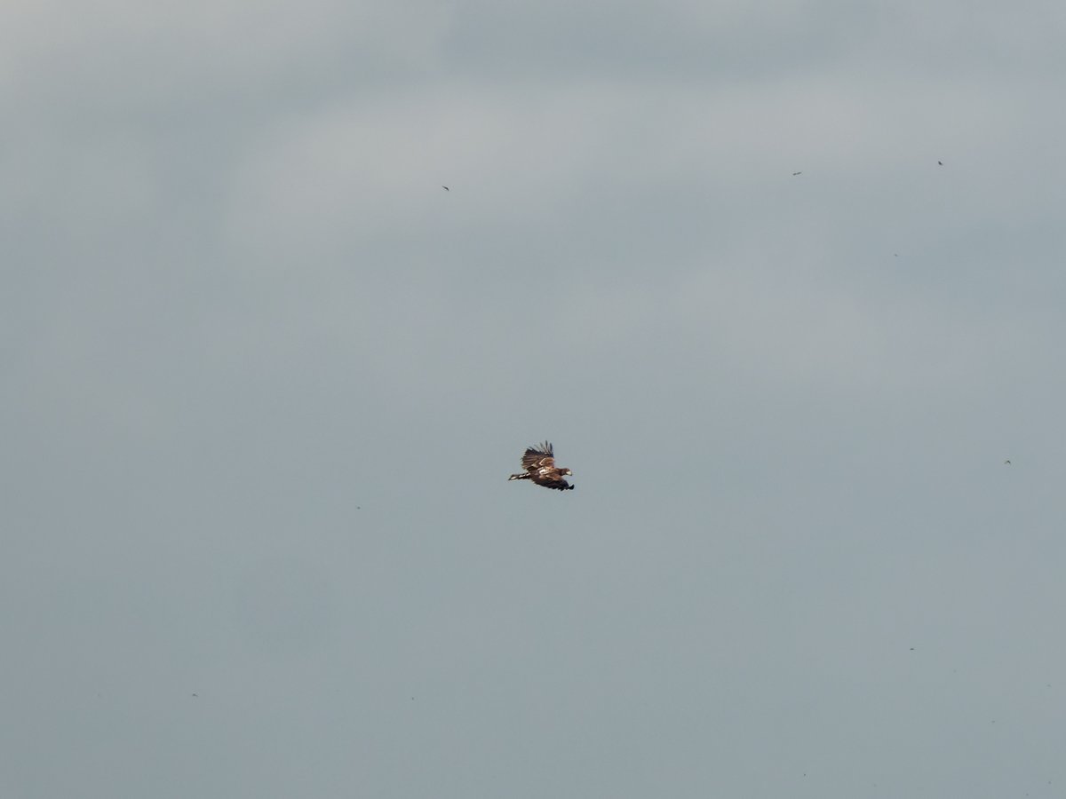 paul g. milo tweet media