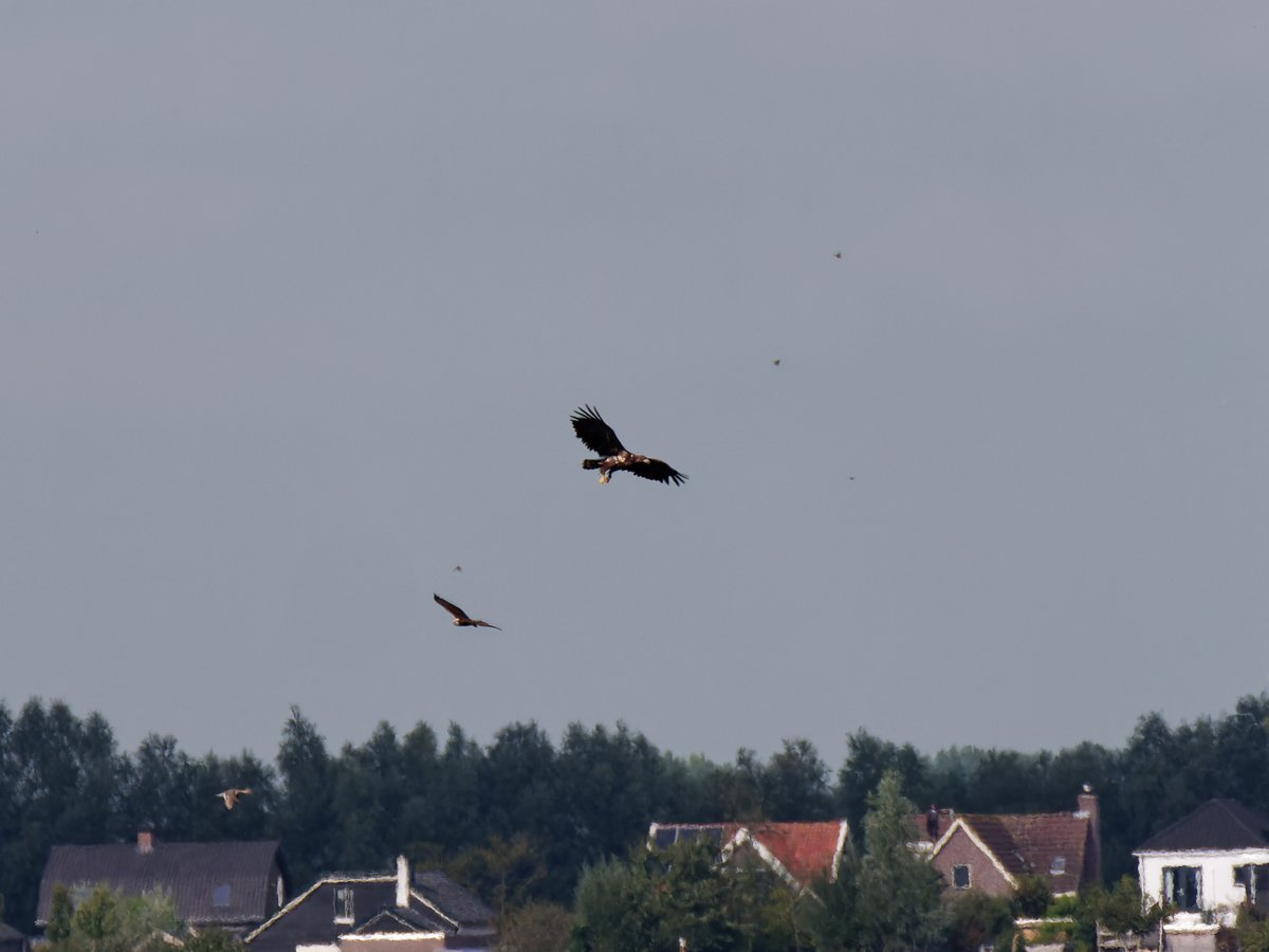 paul g. milo tweet media