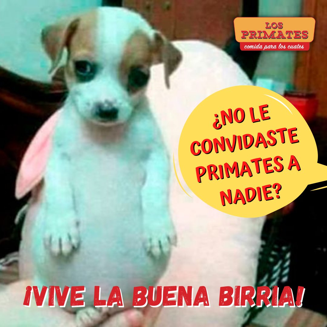 losprimatescdmx's tweet photo. 🙉🤤 ¿TE HA PASADO? 😋🤗🤷🏻   https://t.co/UL4BRzfI3h #birriaCDMX #pidelocal https://t.co/tRGSB0ygmd
