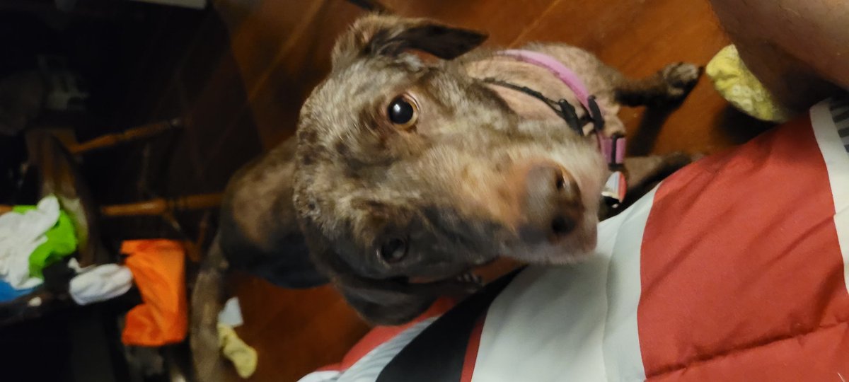 Animal516's tweet photo. @pulte Help my puppy. My dog had a run in witha car. Broken leg and pelvis.
Need to pay for the surgery. Total bill $8000.00
$Animal516 https://t.co/TKxS45hgrF