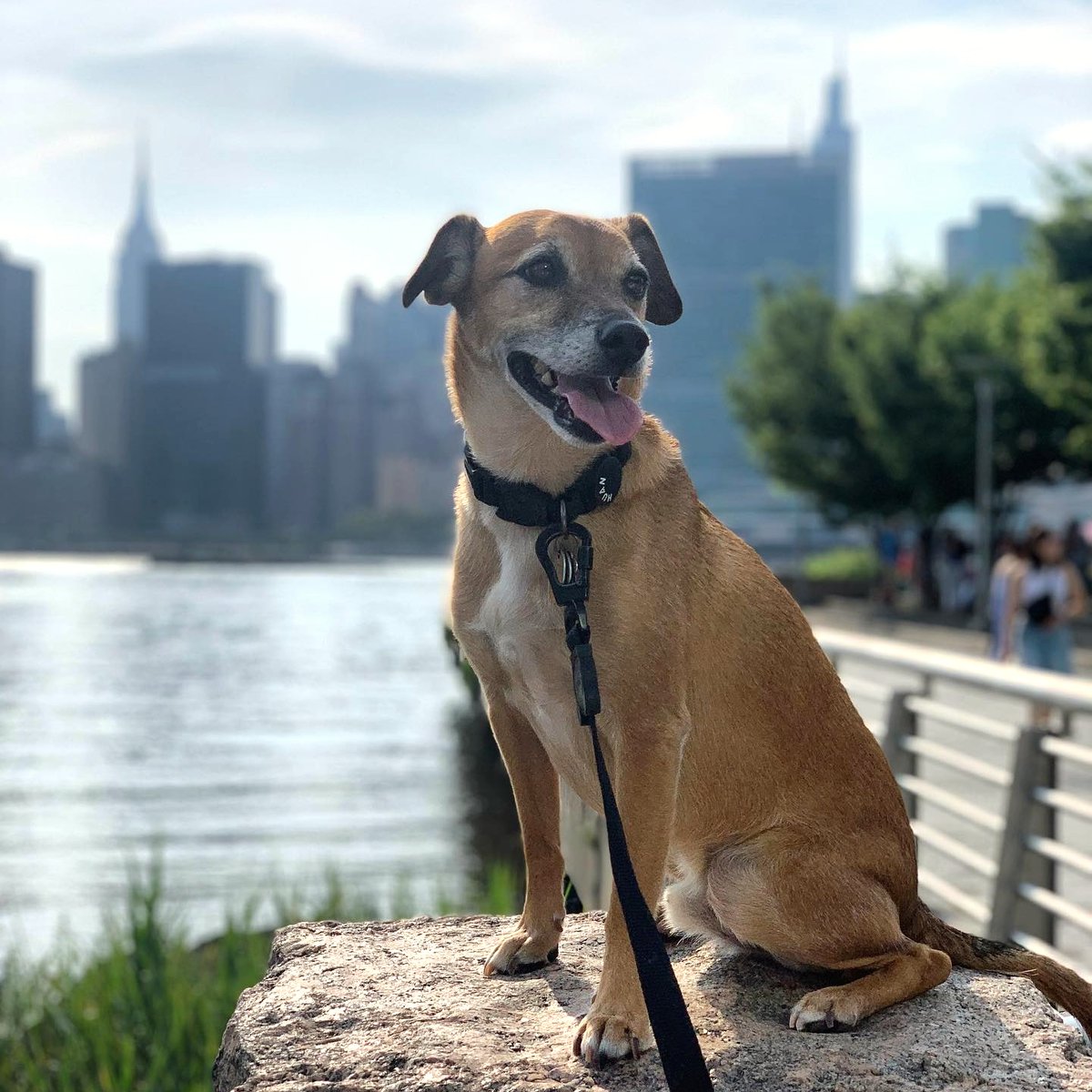 What's your favorite big city? 🏙️ @capthehound