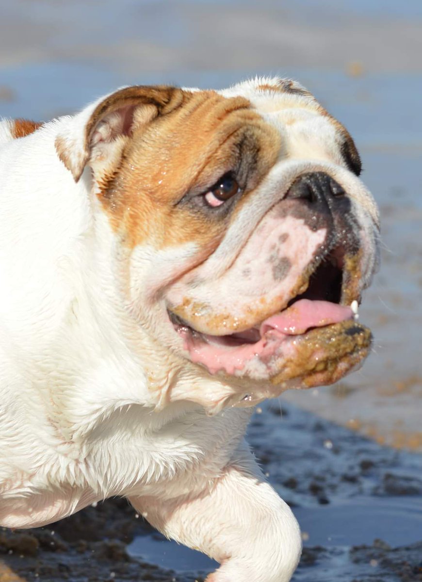 How sweet is Flossy the Bulldog 🤔🤔🤔💯💯💯💯💯