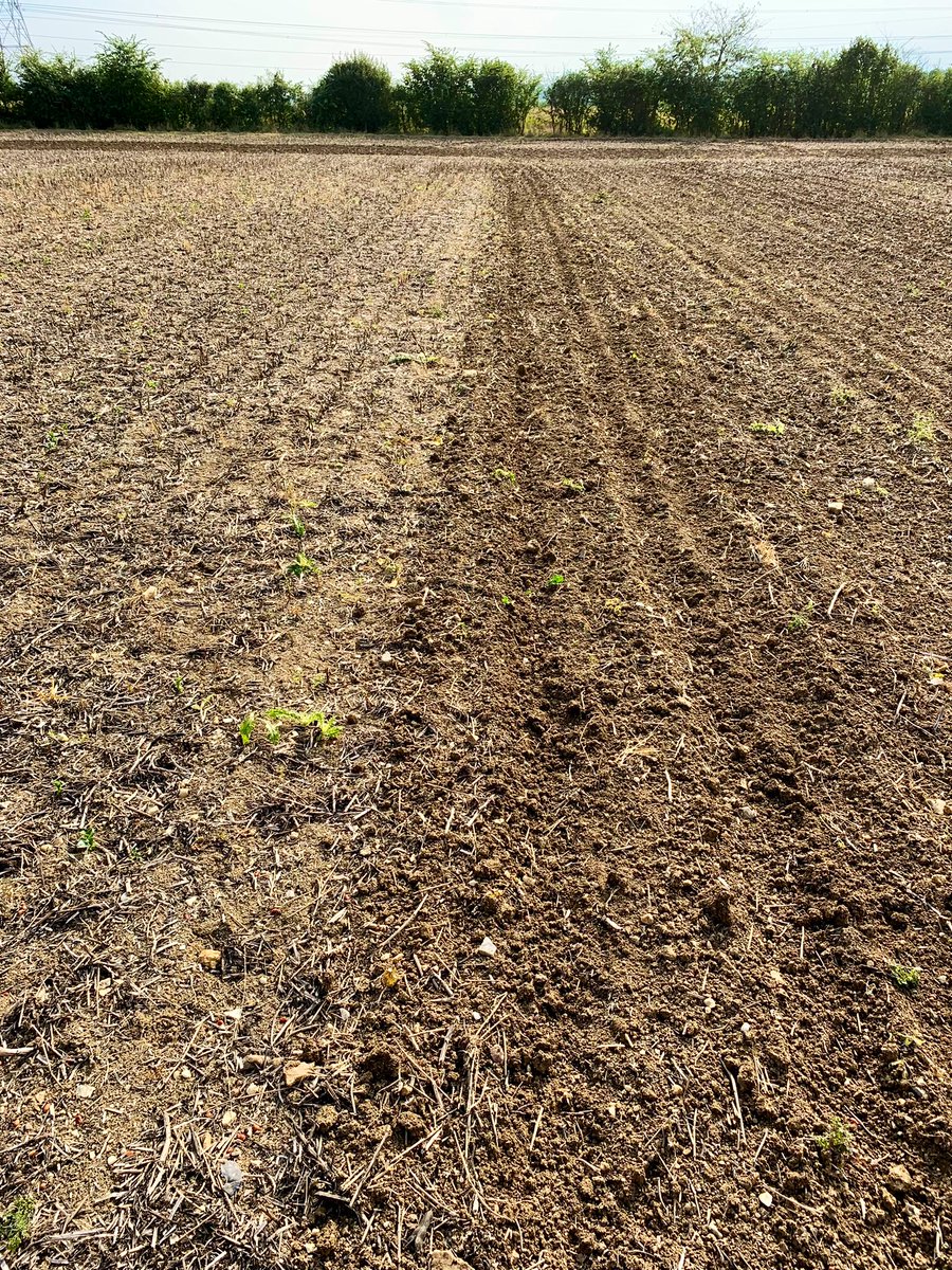 JamesWMayes79's tweet photo. DD @ragtseedsuk Skyfall emerging after recent rains. 11 days in the ground. @BTTUK_Tillage @SentryLtd @dany_hawkes @matthewjrouston #bentfieldburyfarms #harvest22 @BourgaultVos https://t.co/XnWgxjp6GL