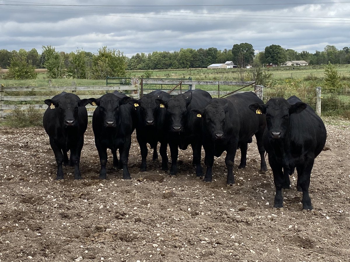 ebenkampfarms's tweet photo. Bulls for sale: 

Sired by BV 5050 New Design 2038, or his son, also raised here. JAHAF Big Boy 2514.
Breeding soundness exams all passed and on file. These are not registered with AAA yet, but can be. Born April-May 2020. 

Call James Hoffman 812-630-1805 https://t.co/rX0MG2K4Rt