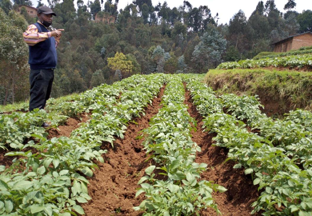 Farmers' Potato Academy (FPA) in Rwanda tweet media