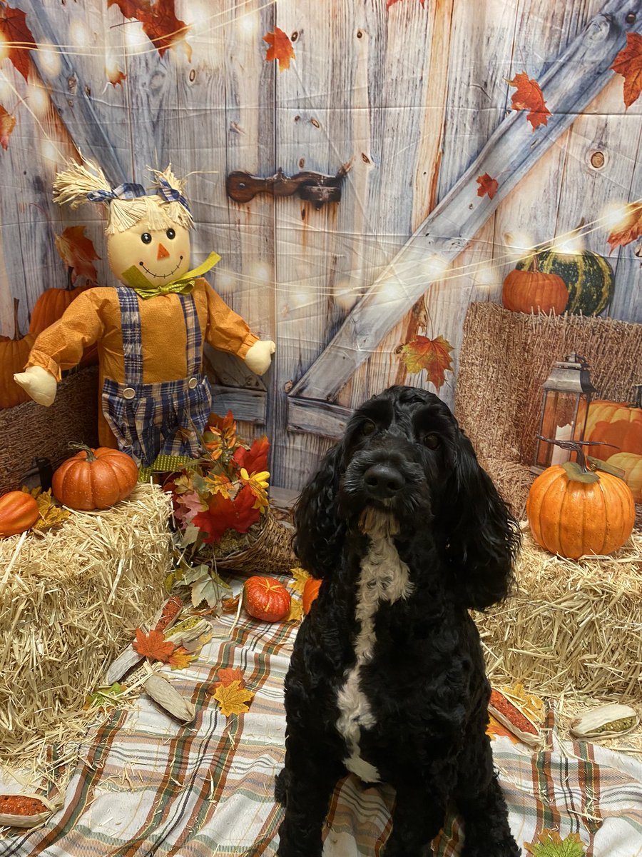 Pumpkin Patch Play Date! I swear T’Challa is living his best life at Doggie Daycare!!