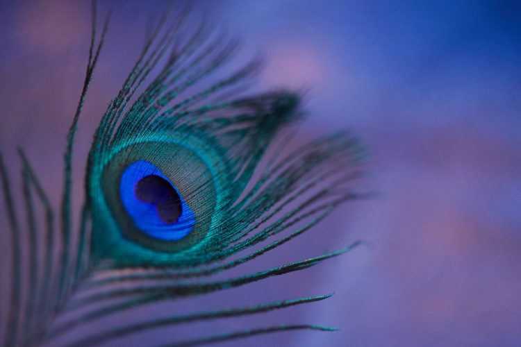 BTogetherYoga's tweet photo. Flailing Peacock: Leaning In by Shradha Cripe discusses avoidance. It's often soaked with judgement and disguised as a different and "better" plan.

Read here: https://t.co/EF55dsVn69 https://t.co/Wvqj5TiNXK