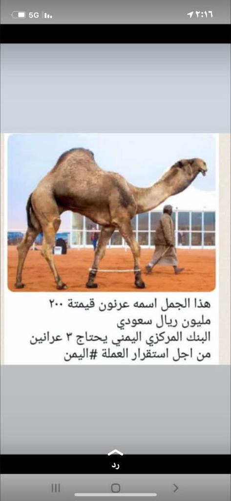 ABHpw3fCP40Webn's tweet image. اللهم ارزقني ناقة مزيونة مثل عرنون