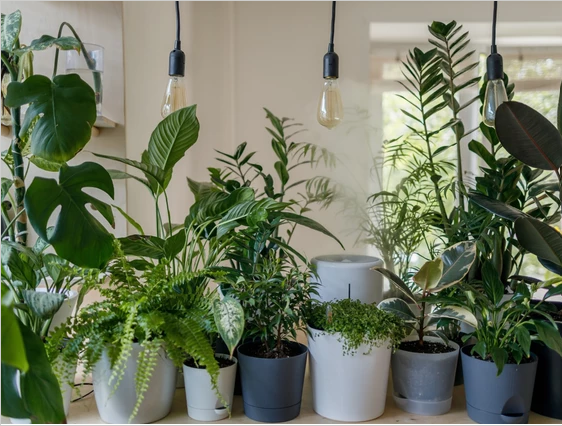 BloomCatch's tweet photo. Looking for tips and tricks to transition your plants for winter? 
⁠
https://t.co/m2UZQM46AG...
⁠
Folded handsGive it a read and let us know what you think.

#plantparent #houseplants #planttips https://t.co/9YaOF3cjIf