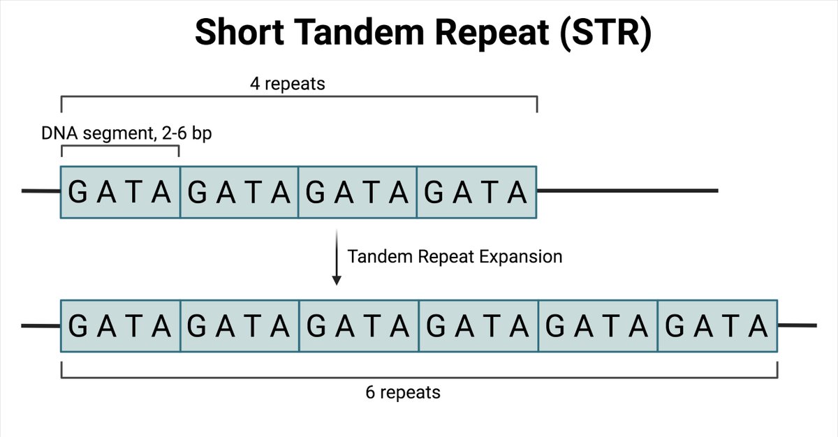 GSCofBC's tweet photo. New software, Straglr, uses PCR-free long-read sequences to detect Short Tandem Repeats (STRs): "Until recently, read lengths were short; sequencing technologies were not a good replacement for conventional STR detection methods,” says Dr. Inanç Birol. https://t.co/6RoMaqjbuZ https://t.co/WJG9pkfRgG