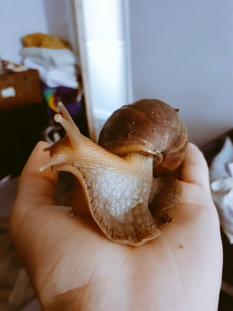 GoWildForBees's tweet photo. This is Elton John. He is my whole world and more 😊💜 Giant African Land snails can hibernate for up to 3 yrs by sealing themselves in their own shells...he's vry cool...
#snels #giantafricanlandsnails #perfectpets #EltonJohn #rocketman https://t.co/WsA654CIjM
