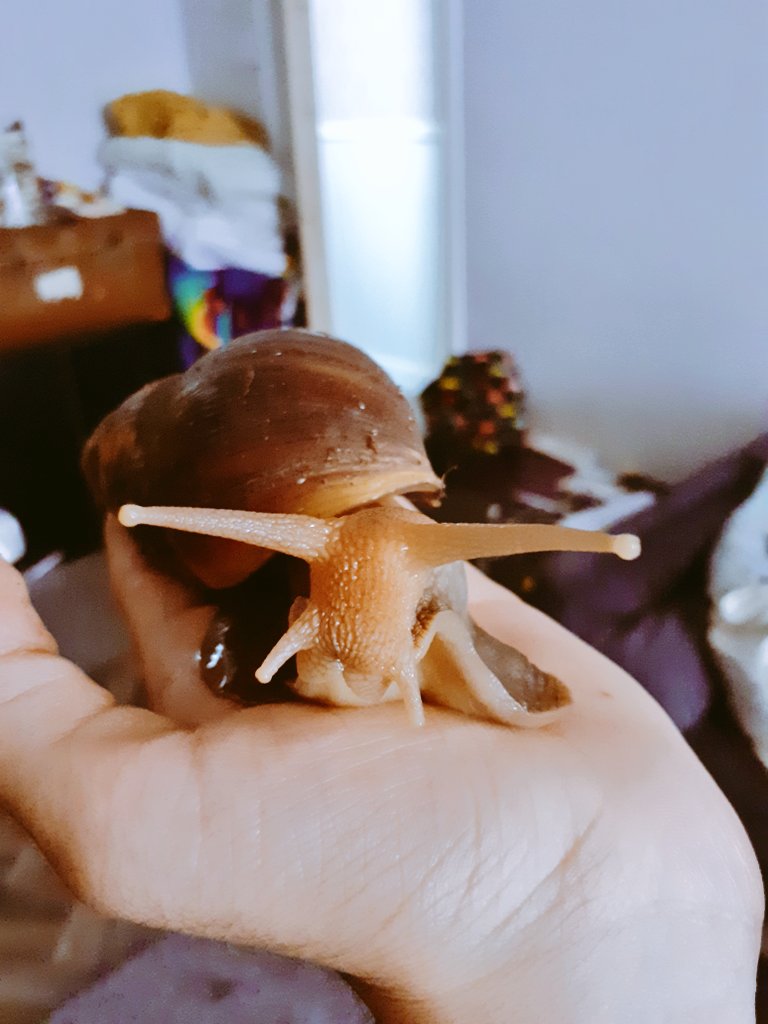 GoWildForBees's tweet photo. This is Elton John. He is my whole world and more 😊💜 Giant African Land snails can hibernate for up to 3 yrs by sealing themselves in their own shells...he's vry cool...
#snels #giantafricanlandsnails #perfectpets #EltonJohn #rocketman https://t.co/WsA654CIjM