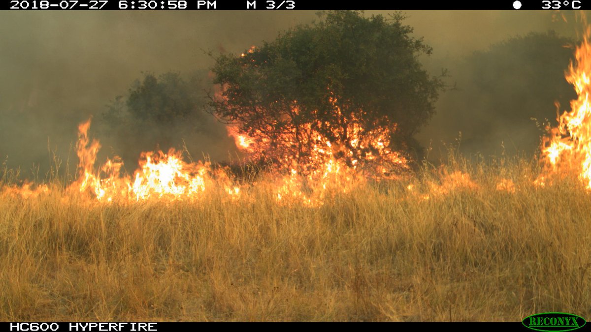 ESPM_Berkeley's tweet photo. A new study led by @kenleecalhoun finds the majority of recent CA wildfires occurred outside of conifer forests &amp; with a greater threat to biodiversity. The authors call for a more nuanced approach to #wildfire to #biodiversity and people. https://t.co/j49zPTEuQC @milliechapma https://t.co/wz5Ey2qeJf