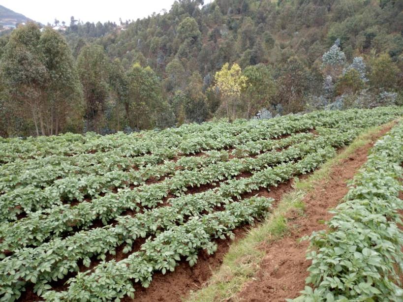 Farmers' Potato Academy (FPA) in Rwanda tweet media