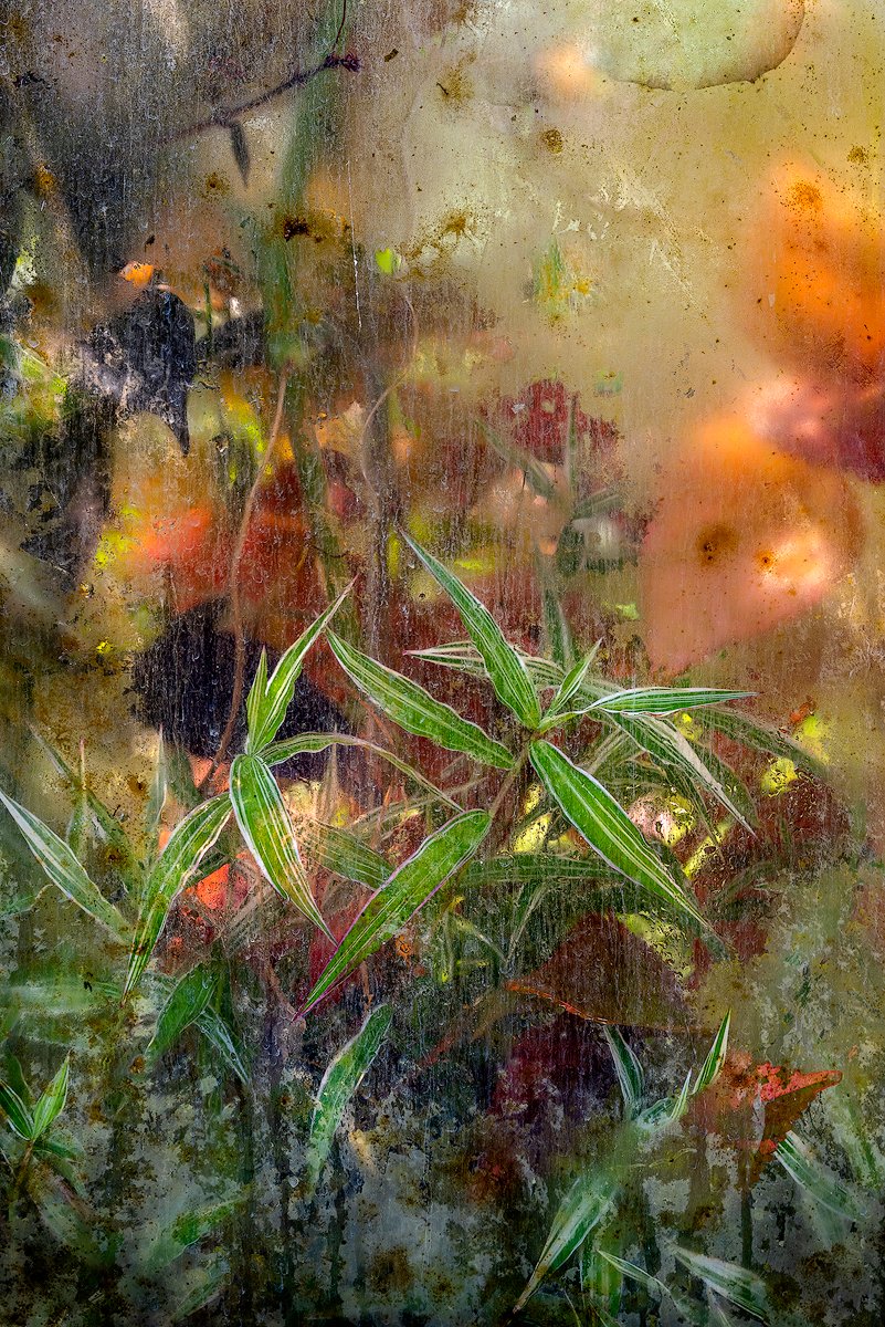 SillyPigsPlay's tweet photo. Hothouse for the Friday crew
Have a fab Friday everybody
#photohour
#piclogy
#appicoftheweek
#photooftheday https://t.co/YeatcjXMbN