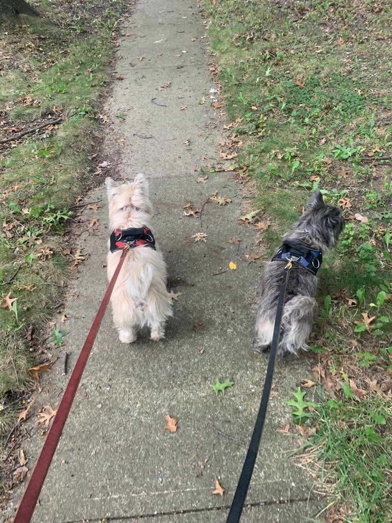 stacyfinalword's tweet photo. Many furry creatures to chase today!  #Cairns #IsaacAndNewton #WalkiesAreTheBestest #DiggingDogs #SaveAllTheTotos #dogsoftwitter https://t.co/7RfiBpLaYg