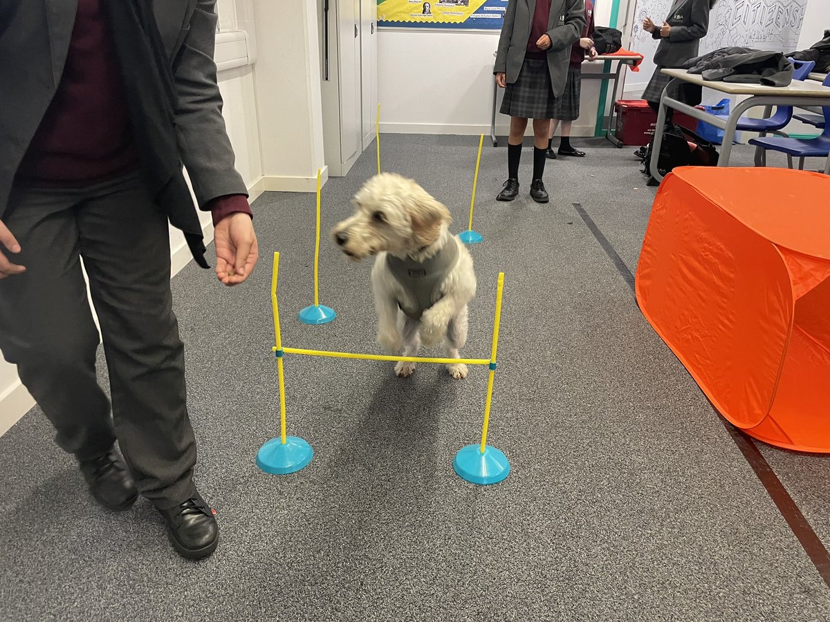 KAA_Tilly's tweet photo. I loved my agility class at School Dog enrichment today… look at me fly! 🐾#CruftsHereICome #schooldog #labradoodle #dogagility https://t.co/nwx0gOUB8r