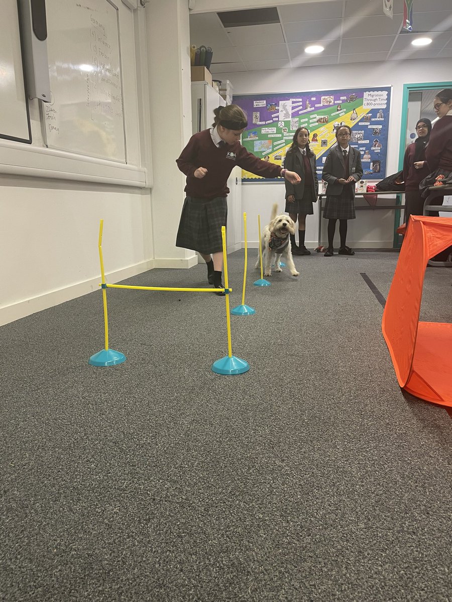KAA_Tilly's tweet photo. I loved my agility class at School Dog enrichment today… look at me fly! 🐾#CruftsHereICome #schooldog #labradoodle #dogagility https://t.co/nwx0gOUB8r