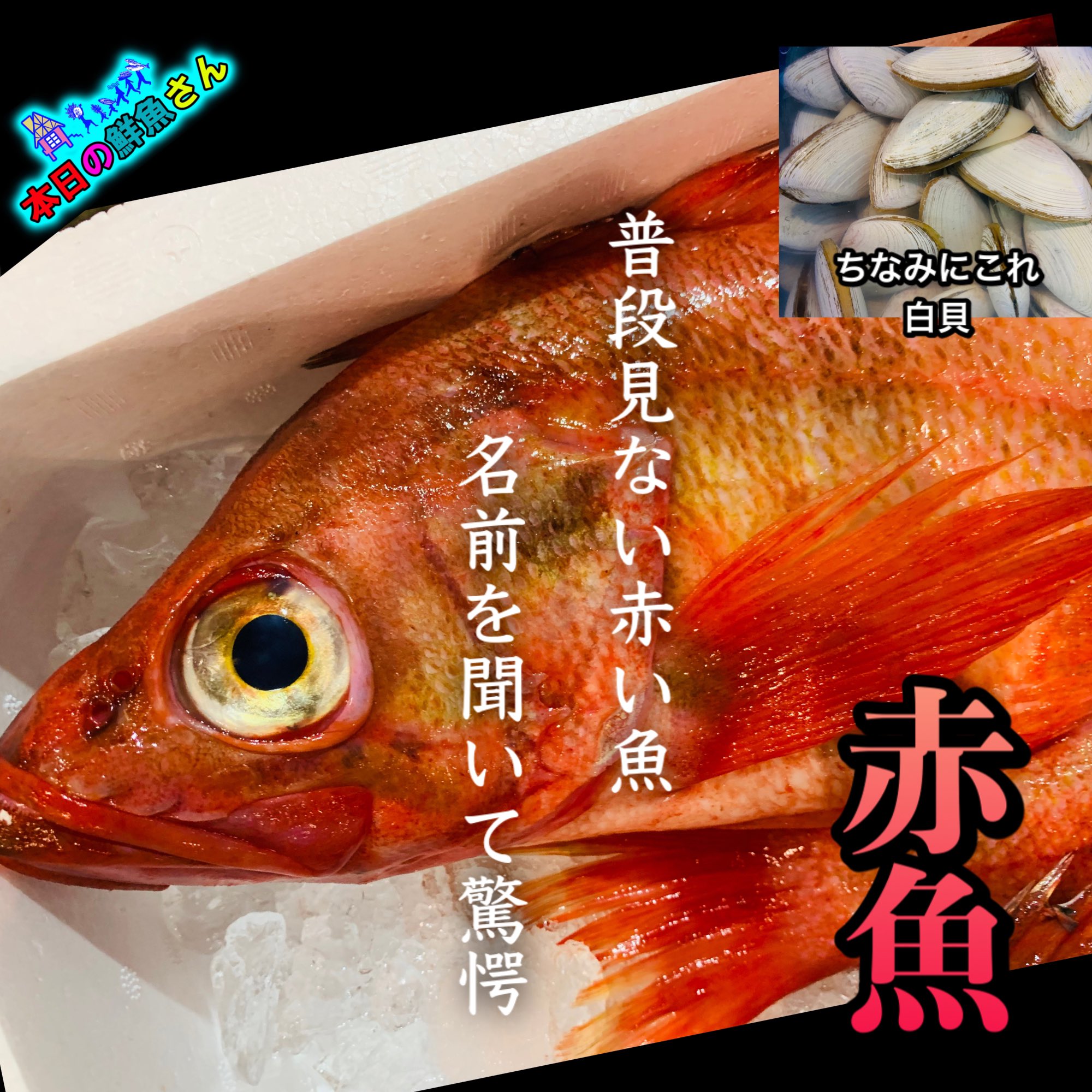 Aoike 青池水産株式会社 赤い魚 名前を聞いて驚愕 赤魚 アカウオ 大口に見慣れない赤い魚 キンキ メヌキ 金目鯛など赤い魚は沢山おりますが コイツは何だ と尋ねたところ 赤魚 なんだ 赤い魚の元祖なのか 干物なんかは良く食べ Aoike 青池水産株式会社 赤い魚 名前を聞いて驚愕 赤魚 アカウオ 大口に見慣れない赤い魚 キンキ メヌキ 金目鯛など赤い魚は沢山おりますが コイツは何だ と尋ねたところ 赤魚 なんだ 赤い魚の元祖なのか 干物なんかは良く食べ