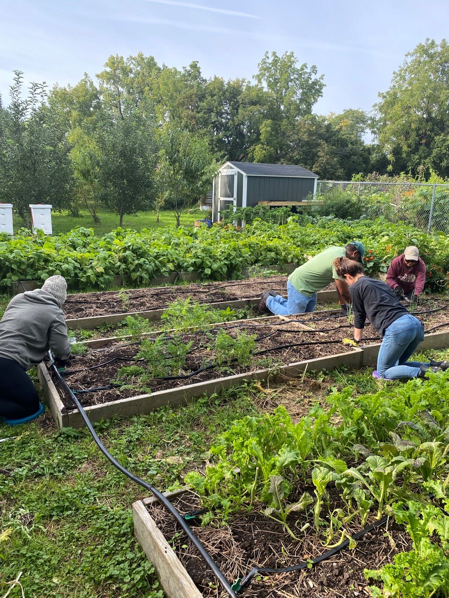 RGandE's tweet photo. Our team recently volunteered to weed and harvest vegetables at @FoodlinkNY's Lexington Aveune Community Farm. This community garden and urban farm supports their Food Access Programs and Garden Project and serves Rochester's refugee community. https://t.co/A4lmL5kGqu