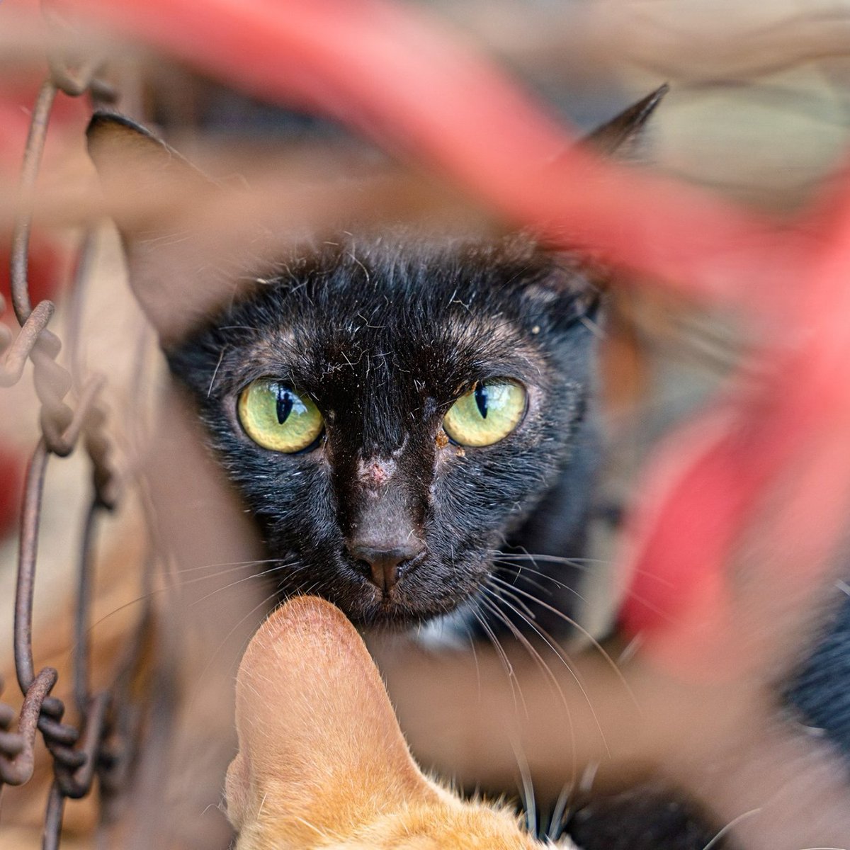 fourpawsAU's tweet photo. Rising from the ashes, back to life. Sassy #cat Phoenix who's "absolutely terrified on arrival" after being rescued from a #CatMeat slaughterhouse is healing from her trauma ✨🐈
#FightForCatsFriday #ProtectMillions #CatsMatterToo #catmeattradesurvivor #rescuedcats https://t.co/5Jx2zVFUZa