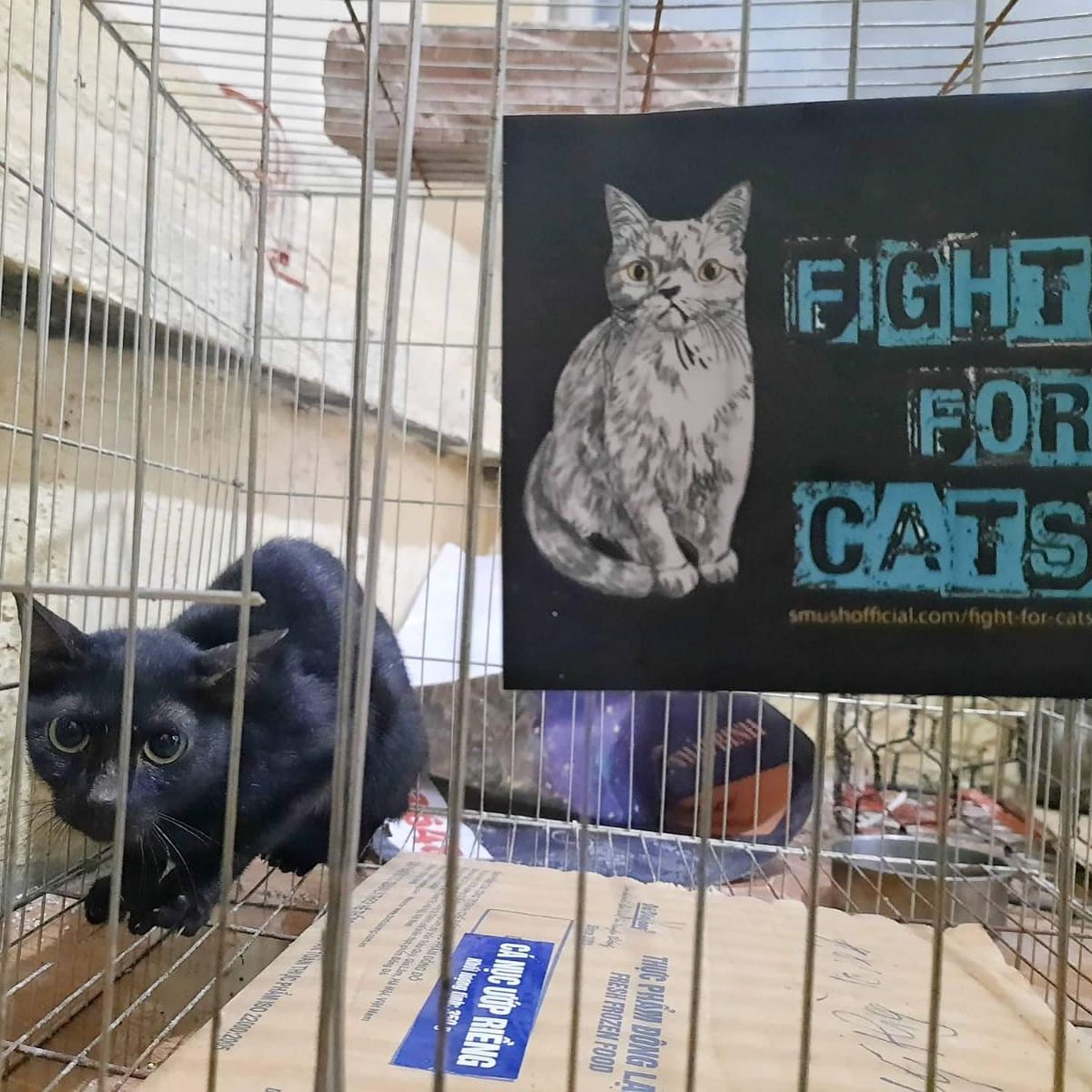 fourpawsAU's tweet photo. Rising from the ashes, back to life. Sassy #cat Phoenix who's "absolutely terrified on arrival" after being rescued from a #CatMeat slaughterhouse is healing from her trauma ✨🐈
#FightForCatsFriday #ProtectMillions #CatsMatterToo #catmeattradesurvivor #rescuedcats https://t.co/5Jx2zVFUZa