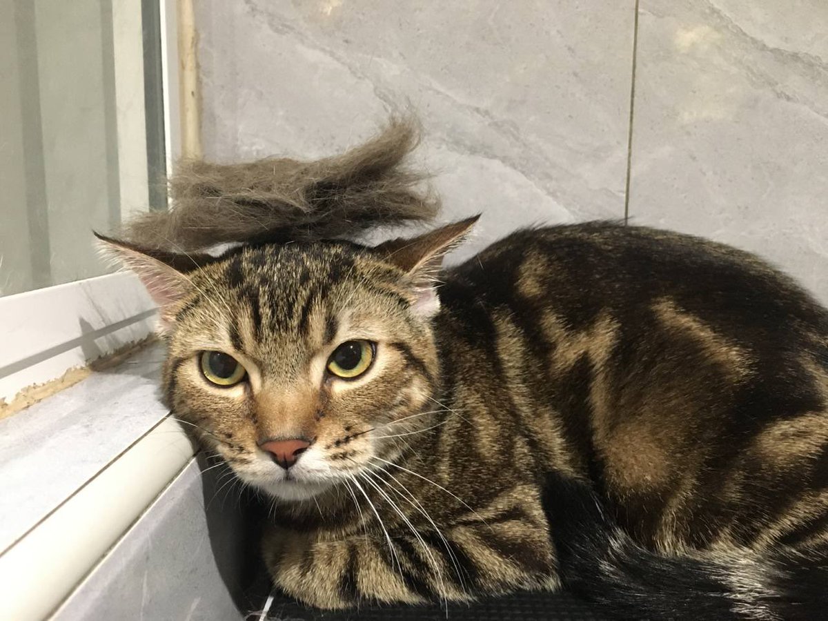 catzoniaLIVE's tweet photo. Wig free sape tak moh pakai kan?😆

📍Catzonia Johor Bahru https://t.co/MWLQiEVbmm