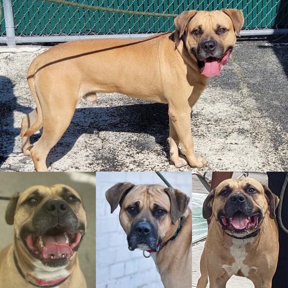 MAJOR #126009 IS AFRAID OF STRANGERS, FIREWORKS AND DOGS - AND HIS FAMILY MOVED AND DUMPED HIM TO DIE TOMORROW. He endured a sad life -living outdoors, no less - and now it could be over. Save him: pledges via 
<a href="/TomJumboGrumbo/">Keith Olbermann's Dogs</a>
and PLEASE RT MAJOR!
facebook.com/mldsavingnycdo…