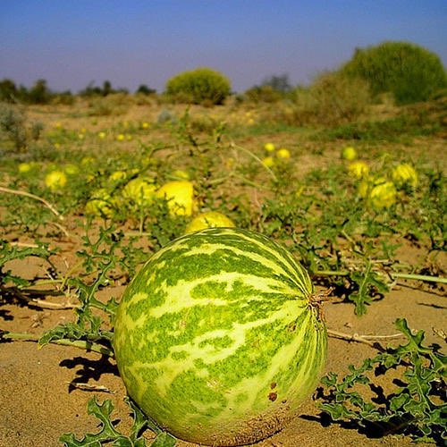 dictionarypod's tweet photo. It’s not a small, green #pumpkin. It’s a #Colocynth! #gourd
#gourds #fruit #thedictionary #smartereveryday #words #wordnerds #intelligence #knowledge #podcast #dictionary #wordnerd #podcasting #books #geek #geeky #learn #nerd #smart #wordoftheday #book #word #dailypodcast https://t.co/wrrYH23M0P