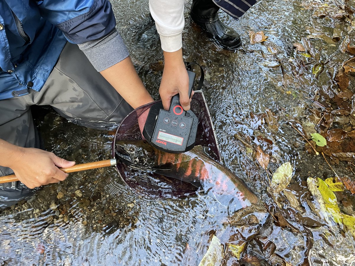 北海道大学苫小牧研究林 tweet media