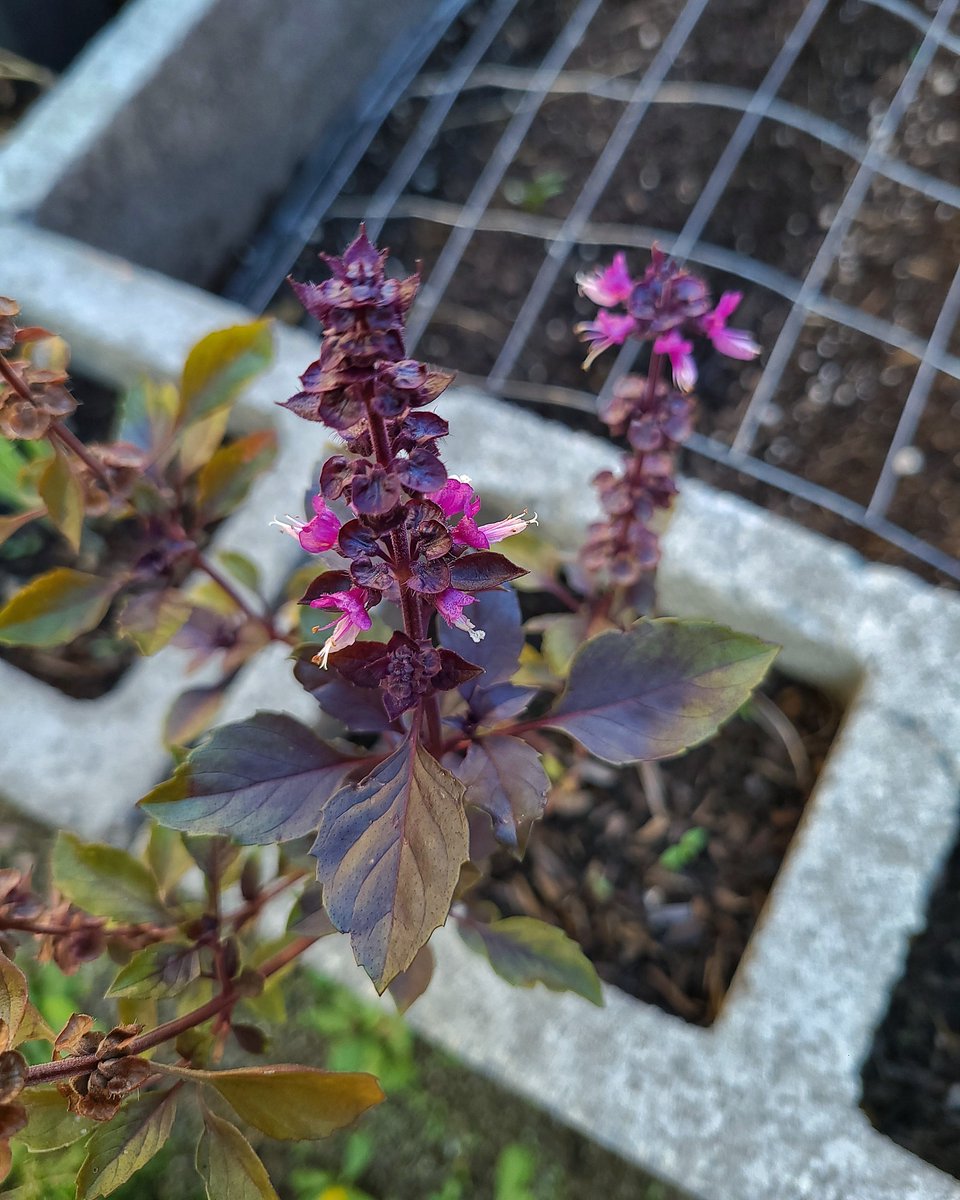 LovelyEarthS's tweet photo. It's so nice to grow my own basil knowing that I'm eating food that hasn't been contaminated with chemicals.
#GrowOrganic #GrowingBasil #HerbGarden #GrowWhatYouEat #GrowYourOwnFood #OrganicallyGrown #NoChemicals #LovelyEarthSociety https://t.co/Iellb1ATsm