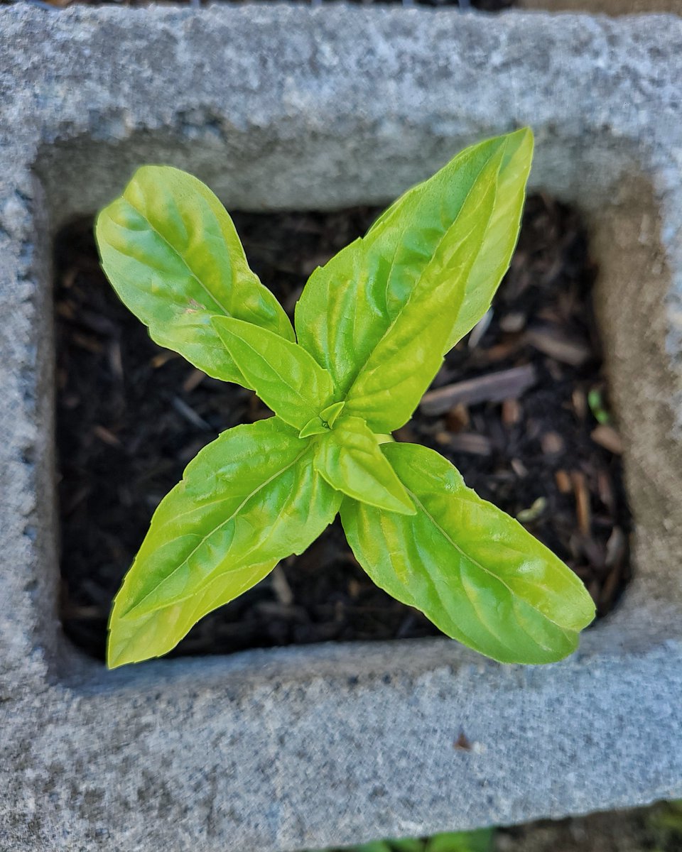 LovelyEarthS's tweet photo. It's so nice to grow my own basil knowing that I'm eating food that hasn't been contaminated with chemicals.
#GrowOrganic #GrowingBasil #HerbGarden #GrowWhatYouEat #GrowYourOwnFood #OrganicallyGrown #NoChemicals #LovelyEarthSociety https://t.co/Iellb1ATsm