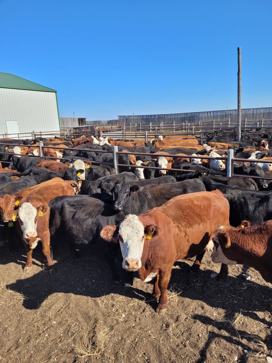 DrBart_Beef's tweet photo. Pregnancy diagnosis day for @WilcoxCorissa research! Thanks to the team @meganwasden @KylieGrimes6 Dr Pereira + Dr Schumann from WCVM #AppliedBeefResearch #MultiMin @LFCE_usask @SaskCattlemens https://t.co/t4DU6IBtoZ