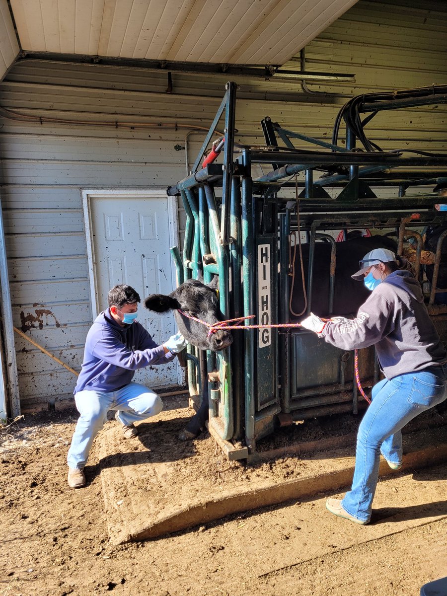 DrBart_Beef's tweet photo. Pregnancy diagnosis day for @WilcoxCorissa research! Thanks to the team @meganwasden @KylieGrimes6 Dr Pereira + Dr Schumann from WCVM #AppliedBeefResearch #MultiMin @LFCE_usask @SaskCattlemens https://t.co/t4DU6IBtoZ