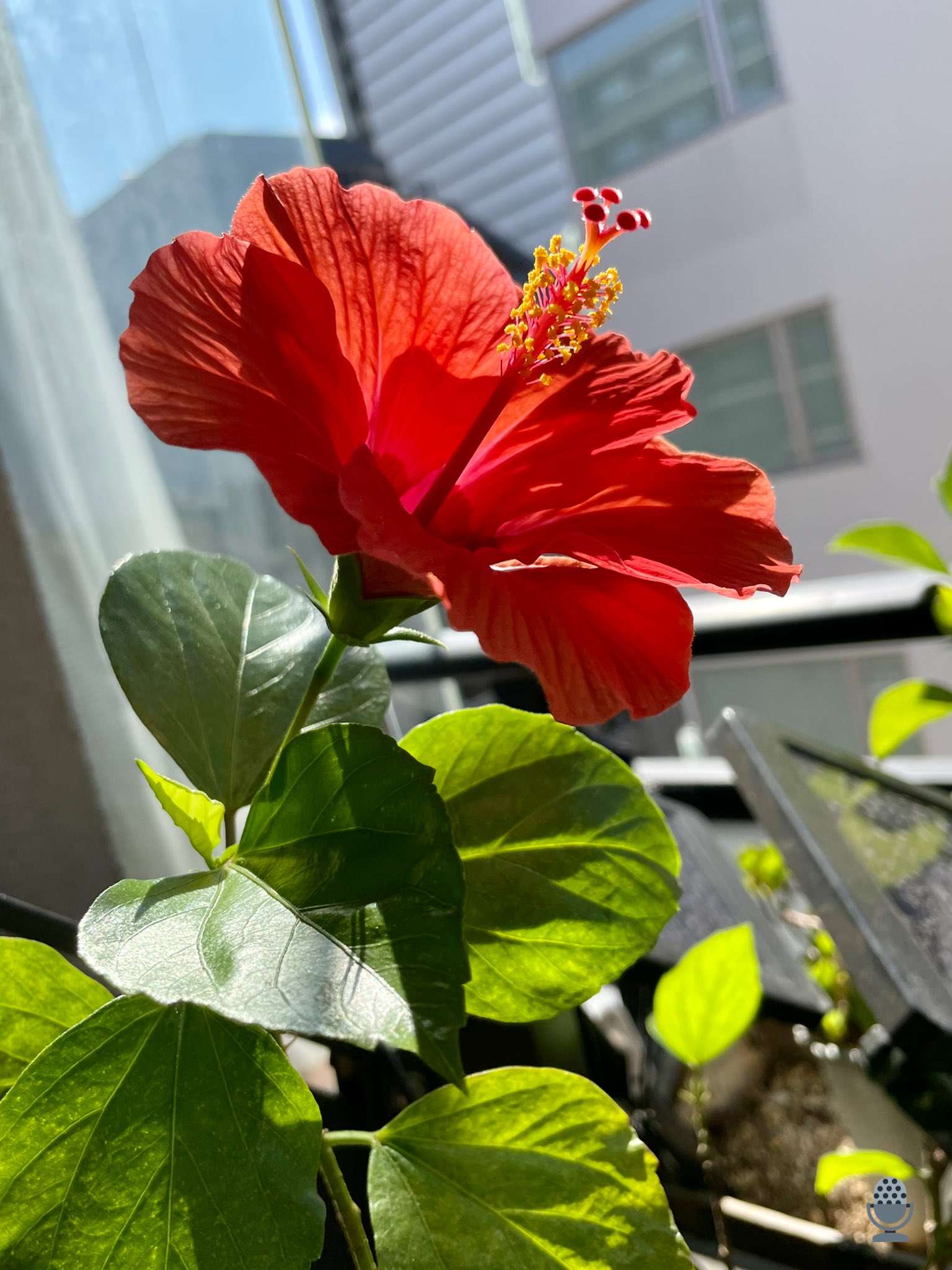 音響監督 三間雅文 4つあった蕾み 最後のひとつが 花開きました 色が深く 大きい ありがとう T Co Bngqhgzywy Twitter