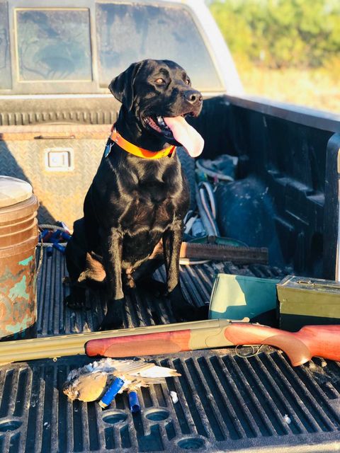 At least someone is happy to go to work! Cash enjoys his job and the CZ Redhead Premier All-Terrain makes it easier. 

#CZusaFieldSports #DoveHunting #BirdDog #dovehunter #dove #wingshooting