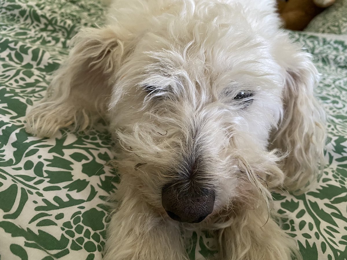 Jeff the Westiepoo tweet media