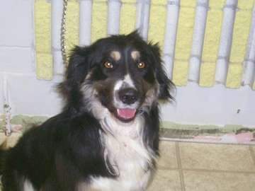 DezH_ca's tweet photo. @chrislhayes Don't overlook the quiet ones. Oliver was the only one lying on a bed in the old @EdmontonHumane shelter, before it closed. Many of the other dogs in wire cages were stressed and barking (luckily new shelter design has more privacy for dogs and less stimulation). His mug shot. https://t.co/joEyC8o8tL