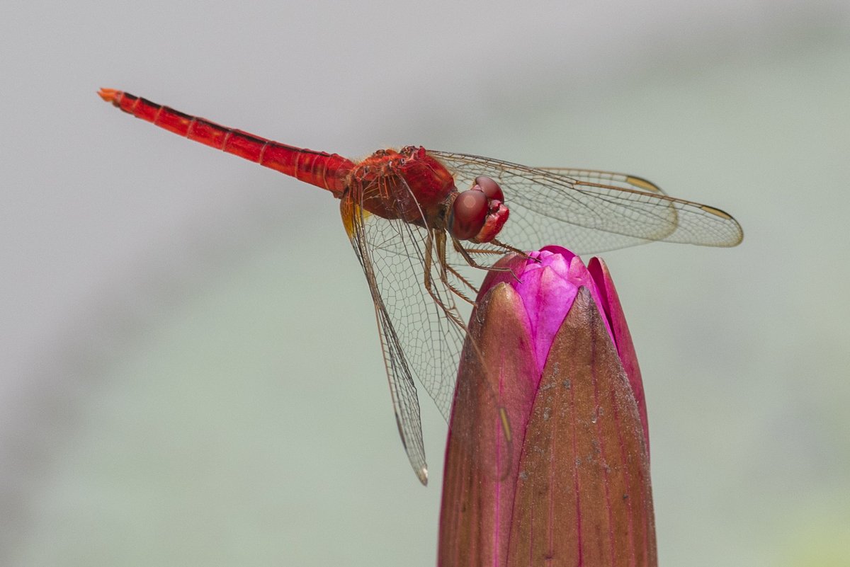 Buffleheadprod's tweet photo. @markmccaughrean @mike_malaska So cool!!  Love dragonflies. We always get tons of them shortly before a rainstorm - not sure why that is exactly.  Here’s a little guy on a lotus bud from a couple weeks ago. https://t.co/MhZatiUnQC