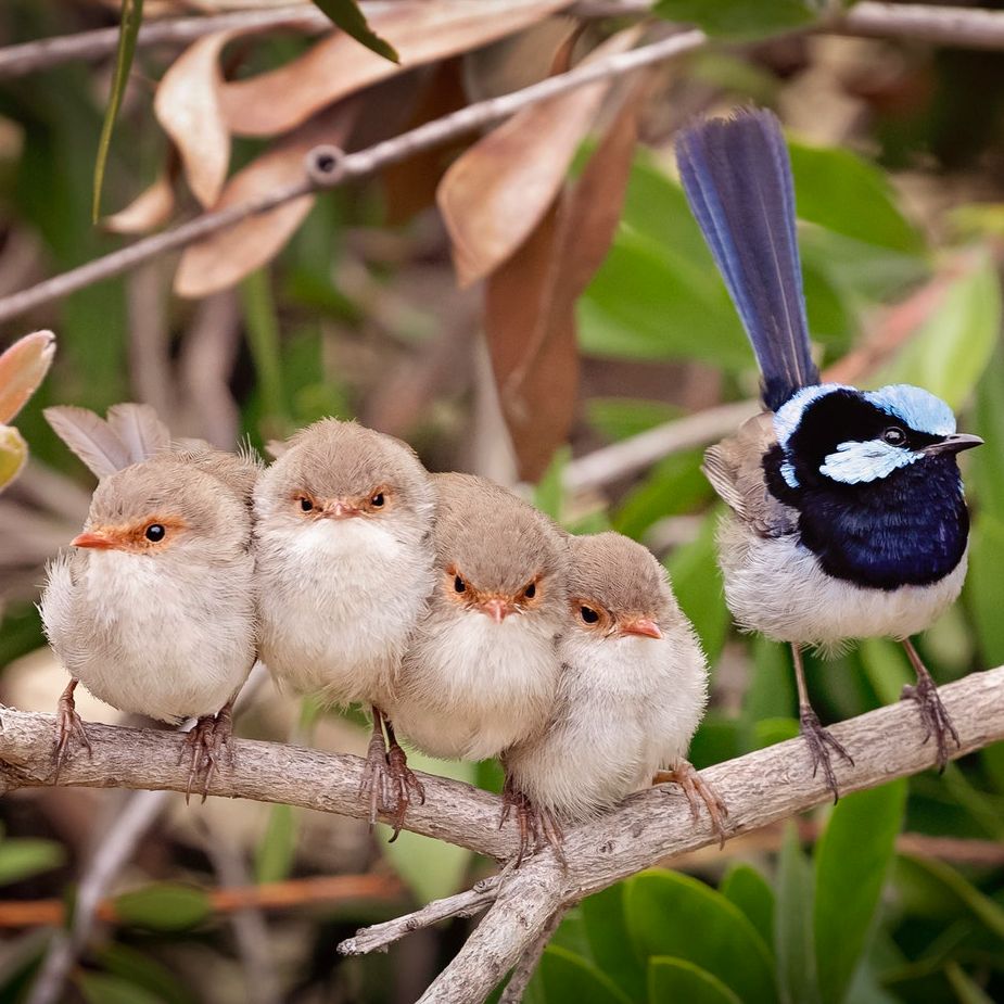 BirdLife Australia (@birdlifeoz) on Twitter photo And the winner is....
The Superb Fairy-wren takes the crown for the 2021 <a href="/GuardianAus/">Guardian Australia</a>/@birdlifeoz #BirdoftheYear poll, with a staggering 13,998 votes!
The Tawny Frogmouth came a close second with 13,332 votes. This year saw a record number of over 450,000 votes!
📷 Geoff White And the winner is....
The Superb Fairy-wren takes the crown for the 2021 <a href="/GuardianAus/">Guardian Australia</a>/@birdlifeoz #BirdoftheYear poll, with a staggering 13,998 votes!
The Tawny Frogmouth came a close second with 13,332 votes. This year saw a record number of over 450,000 votes!
📷 Geoff White