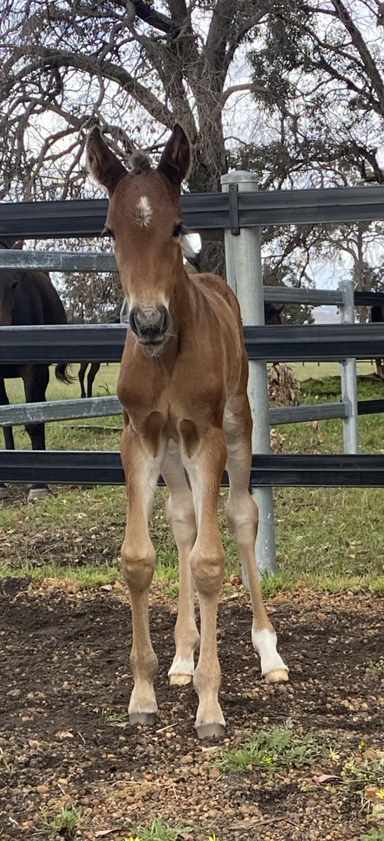 WoodlandsStudNZ's tweet photo. Lather Up filly born in WA for breeder Kym Shingleton. 
What a tall girl! My Dad went 1.46! 💃🍩
@EquineRivers https://t.co/fDy5ORpupZ
