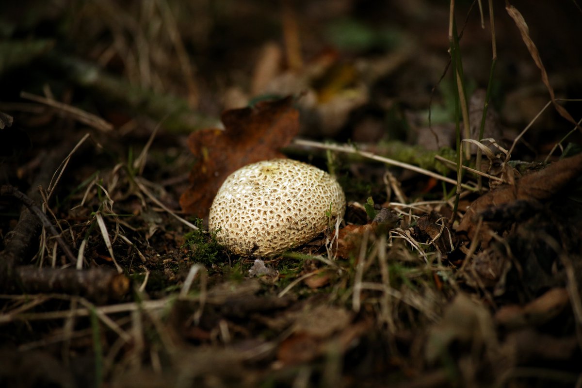 chrisk_nature's tweet photo. Common Earthball - Poisonous!
Easily confused with the 'edible if cooked' Mosaic Puffball
#earthball #commonearthball #mushrooms #fungus #woodland #nature #naturephotography #Mushroom https://t.co/QqMNWkYeaI
