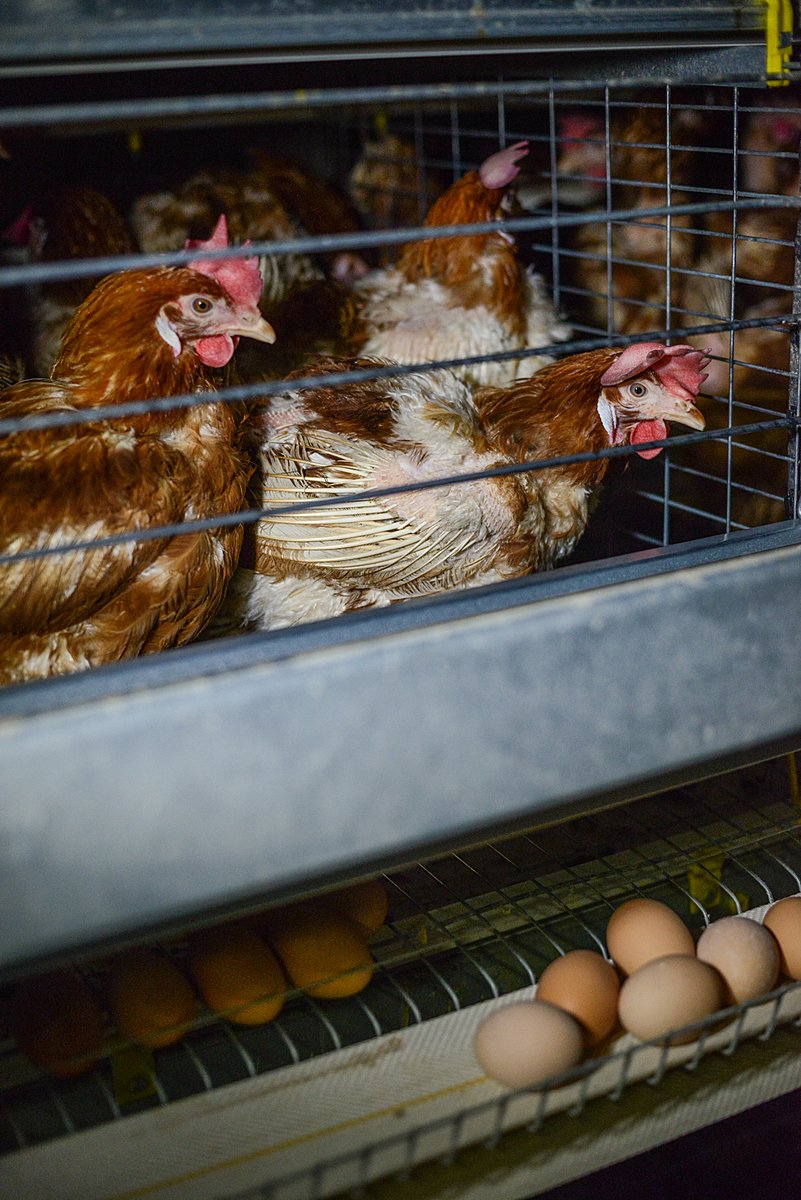 Hens crammed into cages at a factory farm in Australia for #WorldEggDay 

📷<a href="/WeAnimals/">We Animals</a>