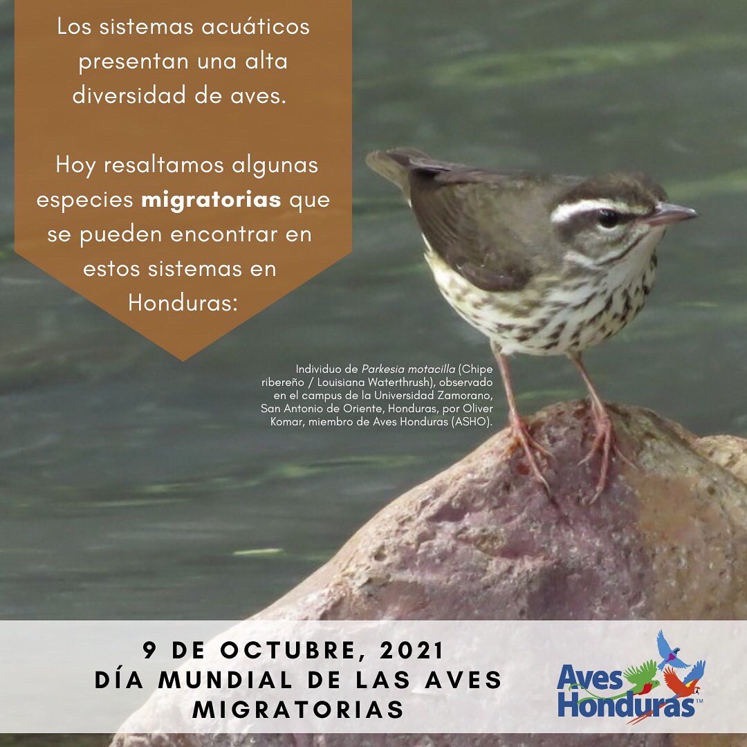 AvesHonduras's tweet photo. Los sistemas acuáticos están llenos de vida, en este caso diversidad de #aves. Hoy resaltamos algunas especies #migratorias que se pueden encontrar en estos sistemas en #Honduras.
#WorldMigratoryBirdDay #WMBD2021 #DMAM2021 #SingFlySoar #LikeABird #ForNature #BirdsConnectUs https://t.co/KnQVy6iMnA